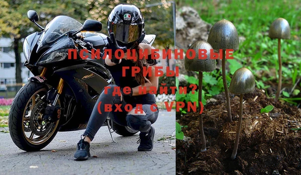 прущие грибы Заводоуковск