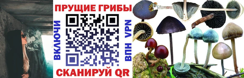 Галлюциногенные грибы Psilocybine cubensis  Сланцы 